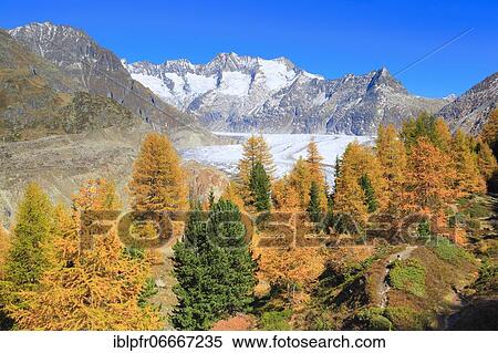 Great Aletsch Glacier and Wannenhorns, Valais, Switzerland, Europe View Large Photo Image Stock Photography - Great Aletsch Glacier and Wannenhorns, Valais, Switzerland, Europe. Fotosearch