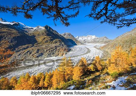 Great Aletsch Glacier and Wannenhorns, Valais, Switzerland, Europe View Large Photo Image Stock Photography - Great Aletsch Glacier and Wannenhorns, Valais, Switzerland, Europe. Fotosearch