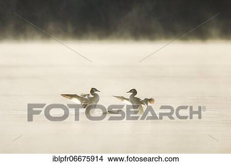Great crested grebe, Podiceps cristatus, Switzerland, Europe View Large Photo Image Picture - Great crested grebe, Podiceps cristatus, Switzerland, Europe. Fotosearch