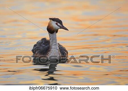 Stock Image - Great crested grebe (Podiceps cristatus), Great crested grebe. Fotosearch