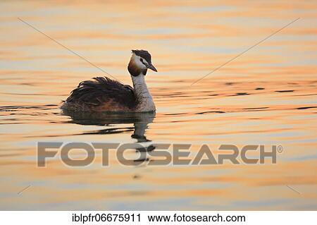 Stock Image - Great crested grebe (Podiceps cristatus), Great crested grebe. Fotosearch