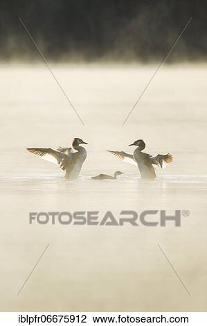 Great crested grebe, Podiceps cristatus, Switzerland, Europe View Large Photo Image Stock Image - Great crested grebe, Podiceps cristatus, Switzerland, Europe. Fotosearch