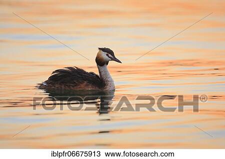 Great crested grebe (Podiceps cristatus), Great crested grebe View Large Photo Image Stock Image - Great crested grebe (Podiceps cristatus), Great crested grebe. Fotosearch