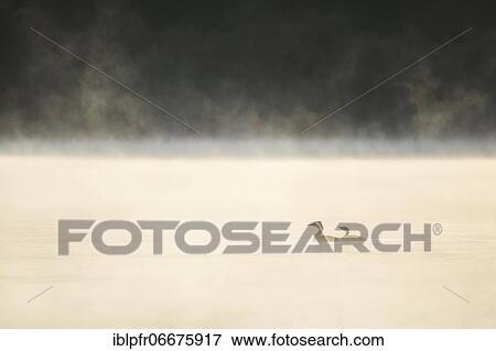 Stock Photo - Great crested grebe, Podiceps cristatus, Switzerland, Europe. Fotosearch