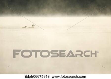 Great crested grebe, Podiceps cristatus, Switzerland, Europe View Large Photo Image Stock Photo - Great crested grebe, Podiceps cristatus, Switzerland, Europe. Fotosearch