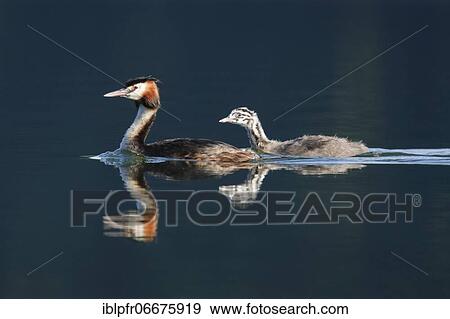 Great crested grebe, Podiceps cristatus, Switzerland, Europe View Large Photo Image Stock Photo - Great crested grebe, Podiceps cristatus, Switzerland, Europe. Fotosearch