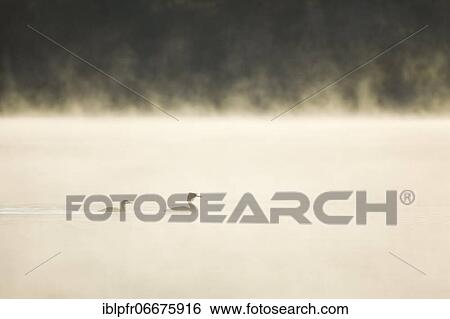 Great crested grebe, Podiceps cristatus, Switzerland, Europe View Large Photo Image Stock Photograph - Great crested grebe, Podiceps cristatus, Switzerland, Europe. Fotosearch