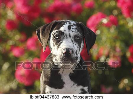 Great Dane, Canary Mastiff mongrel, puppy, 10 weeks, portrait, North Rhine-Westphalia, Germany, Europe View Large Photo Image Stock Image - Great Dane, Canary Mastiff mongrel, puppy, 10 weeks, portrait, North Rhine-Westphalia, Germany, Europe. Fotosearch
