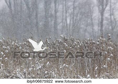 Stock Image - Great egret (Egretta alba), Zurich Oberland, Switzerland, Europe. Fotosearch