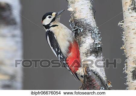 Great spotted woodpecker (Dendrocopos major), Scotland, Great Britain View Large Photo Image Picture - Great spotted woodpecker (Dendrocopos major), Scotland, Great Britain. Fotosearch