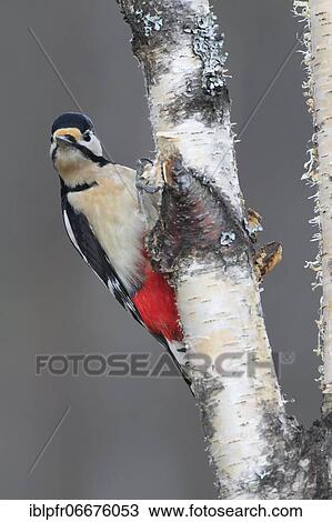 Great spotted woodpecker (Dendrocopos major), Scotland, Great Britain View Large Photo Image Stock Image - Great spotted woodpecker (Dendrocopos major), Scotland, Great Britain. Fotosearch