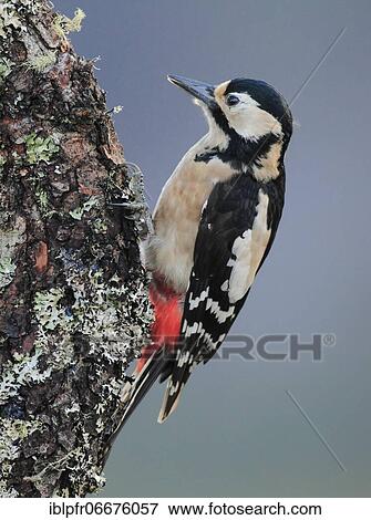 Great spotted woodpecker (Dendrocopos major), Scotland, Great Britain View Large Photo Image Stock Photo - Great spotted woodpecker (Dendrocopos major), Scotland, Great Britain. Fotosearch