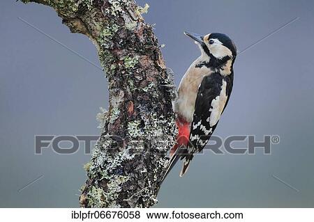 Great Spotted Woodpecker (Dendrocopos major) View Large Photo Image Stock Photo - Great Spotted Woodpecker (Dendrocopos major). Fotosearch