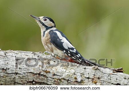 Great spotted woodpecker (Dendrocopos major), Scotland, Great Britain View Large Photo Image Stock Photo - Great spotted woodpecker (Dendrocopos major), Scotland, Great Britain. Fotosearch