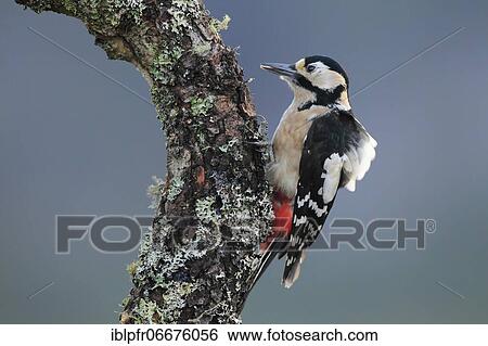 Great spotted woodpecker (Dendrocopos major), Scotland, Great Britain View Large Photo Image Stock Photograph - Great spotted woodpecker (Dendrocopos major), Scotland, Great Britain. Fotosearch