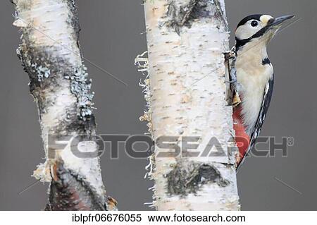 Great spotted woodpecker (Dendrocopos major), Scotland, Great Britain View Large Photo Image Stock Photography - Great spotted woodpecker (Dendrocopos major), Scotland, Great Britain. Fotosearch