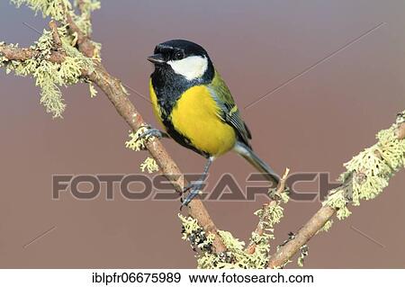 Stock Photo - Great tit (Parus major), Great tit, Scotland, Great Britain. Fotosearch