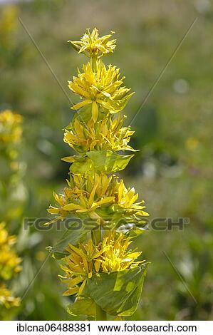 Stock Image - Great yellow gentian (Gentiana lutea), Vosges, France, Europe. Fotosearch
