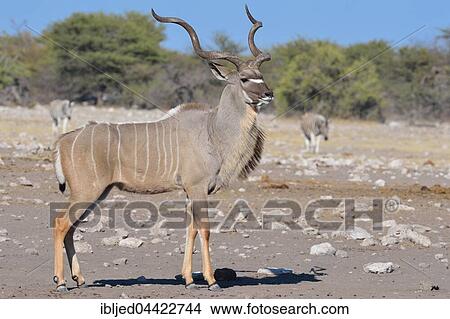 Greater Kudu (Tragelaphus strepsiceros), adult male, Etosha National Park, Namibia, Africa View Large Photo Image Picture - Greater Kudu (Tragelaphus strepsiceros), adult male, Etosha National Park, Namibia, Africa. Fotosearch