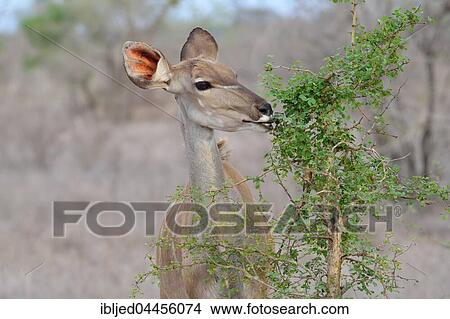 Greater kudu (Tragelaphus strepsiceros), adult female feeding on a shrub, Kruger National Park, South Africa, Africa View Large Photo Image Picture - Greater kudu (Tragelaphus strepsiceros), adult female feeding on a shrub, Kruger National Park, South Africa, Africa. Fotosearch