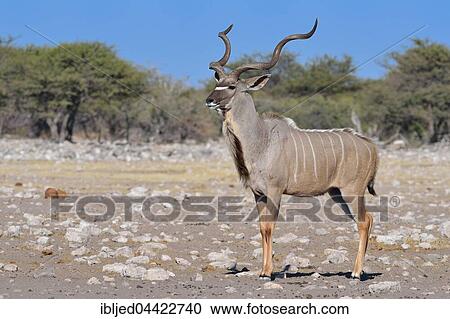 Greater Kudu (Tragelaphus strepsiceros), adult male, Etosha National Park, Namibia, Africa View Large Photo Image Stock Image - Greater Kudu (Tragelaphus strepsiceros), adult male, Etosha National Park, Namibia, Africa. Fotosearch