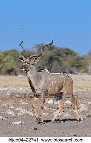 Greater Kudu (Tragelaphus strepsiceros), adult male, Etosha National Park, Namibia, Africa View Large Photo Image Stock Image - Greater Kudu (Tragelaphus strepsiceros), adult male, Etosha National Park, Namibia, Africa. Fotosearch