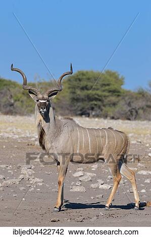 Greater Kudu (Tragelaphus strepsiceros), adult male, Etosha National Park, Namibia, Africa View Large Photo Image Stock Image - Greater Kudu (Tragelaphus strepsiceros), adult male, Etosha National Park, Namibia, Africa. Fotosearch