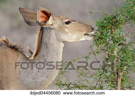 Greater kudu (Tragelaphus strepsiceros), adult female feeding on a shrub, Kruger National Park, South Africa, Africa View Large Photo Image Stock Image - Greater kudu (Tragelaphus strepsiceros), adult female feeding on a shrub, Kruger National Park, South Africa, Africa. Fotosearch
