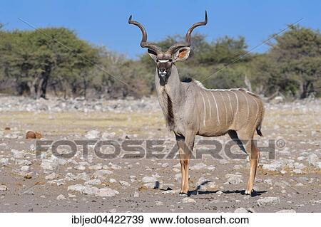 Greater Kudu (Tragelaphus strepsiceros), adult male, Etosha National Park, Namibia, Africa View Large Photo Image Stock Photo - Greater Kudu (Tragelaphus strepsiceros), adult male, Etosha National Park, Namibia, Africa. Fotosearch