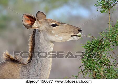 Greater kudu (Tragelaphus strepsiceros), adult female feeding on a shrub, Kruger National Park, South Africa, Africa View Large Photo Image Stock Photo - Greater kudu (Tragelaphus strepsiceros), adult female feeding on a shrub, Kruger National Park, South Africa, Africa. Fotosearch