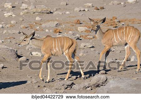 Greater Kudus (Tragelaphus strepsiceros), two young walking on arid ground, Etosha National Park, Namibia, Africa View Large Photo Image Stock Photo - Greater Kudus (Tragelaphus strepsiceros), two young walking on arid ground, Etosha National Park, Namibia, Africa. Fotosearch