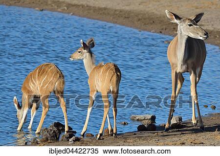 Greater Kudus (Tragelaphus strepsiceros), adult female with two young at a waterhole, Etosha National Park, Namibia, Africa View Large Photo Image Stock Photography - Greater Kudus (Tragelaphus strepsiceros), adult female with two young at a waterhole, Etosha National Park, Namibia, Africa. Fotosearch