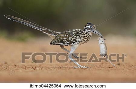 Greater Roadrunner (Geococcyx californianus), adult, with mouse prey, Rio Grande Valley, Texas, USA, North America View Large Photo Image Picture - Greater Roadrunner (Geococcyx californianus), adult, with mouse prey, Rio Grande Valley, Texas, USA, North America. Fotosearch