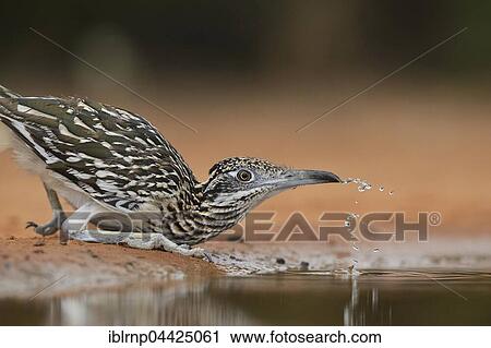 Greater Roadrunner (Geococcyx californianus), adult, drinking, Rio Grande Valley, Texas, USA, North America View Large Photo Image Stock Image - Greater Roadrunner (Geococcyx californianus), adult, drinking, Rio Grande Valley, Texas, USA, North America. Fotosearch