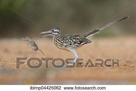 Greater Roadrunner (Geococcyx californianus), adult, with mouse prey, Rio Grande Valley, Texas, USA, North America View Large Photo Image Stock Image - Greater Roadrunner (Geococcyx californianus), adult, with mouse prey, Rio Grande Valley, Texas, USA, North America. Fotosearch