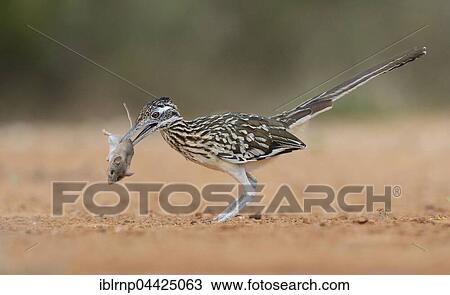Greater Roadrunner (Geococcyx californianus), adult, with mouse prey, Rio Grande Valley, Texas, USA, North America View Large Photo Image Stock Image - Greater Roadrunner (Geococcyx californianus), adult, with mouse prey, Rio Grande Valley, Texas, USA, North America. Fotosearch