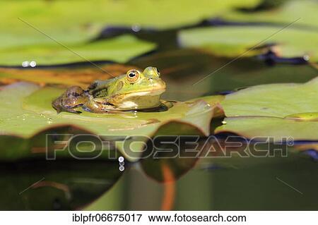 Green frog, Common Pool Frog (Rana esculenta), Switzerland, Europe View Large Photo Image Stock Photo - Green frog, Common Pool Frog (Rana esculenta), Switzerland, Europe. Fotosearch