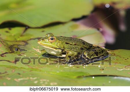 Green frog, Common Pool Frog (Rana esculenta), Switzerland, Europe View Large Photo Image Stock Photo - Green frog, Common Pool Frog (Rana esculenta), Switzerland, Europe. Fotosearch