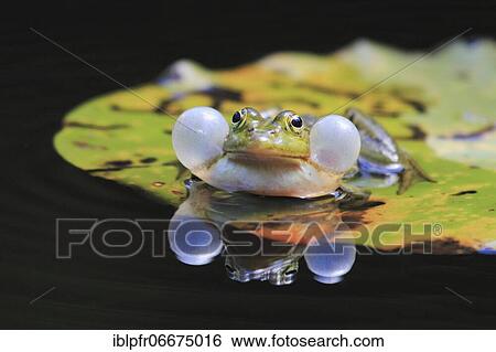 Green frog, Common Pool Frog (Rana esculenta), Switzerland, Europe View Large Photo Image Stock Photograph - Green frog, Common Pool Frog (Rana esculenta), Switzerland, Europe. Fotosearch