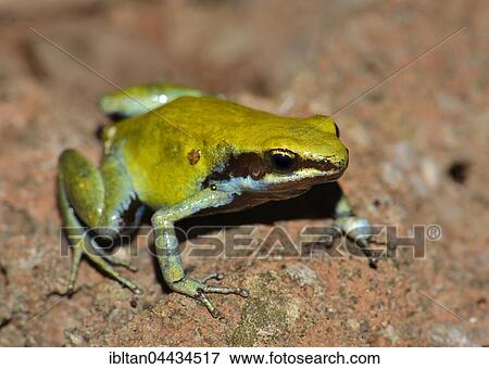 Green Mantella (Mantella viridis), dry forest, Nosy Hara National Park, northwest, Madagascar, Africa View Large Photo Image Stock Photo - Green Mantella (Mantella viridis), dry forest, Nosy Hara National Park, northwest, Madagascar, Africa. Fotosearch