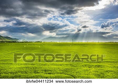 Green rice paddy fields, cloudy sky, rice cultivation, Khánh Hòa, Vietnam, Asia View Large Photo Image Picture - Green rice paddy fields, cloudy sky, rice cultivation, Khánh Hòa, Vietnam, Asia. Fotosearch