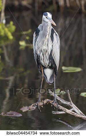 Grey heron (Ardea cinerea), Anhinga Trail, Everglades National Park, Florida, USA, North America View Large Photo Image Picture - Grey heron (Ardea cinerea), Anhinga Trail, Everglades National Park, Florida, USA, North America. Fotosearch