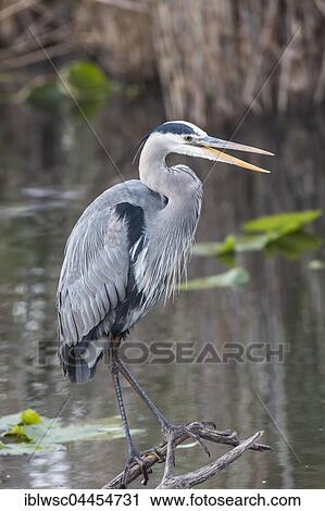 Grey heron (Ardea cinerea), Anhinga Trail, Everglades National Park, Florida, USA, North America View Large Photo Image Stock Image - Grey heron (Ardea cinerea), Anhinga Trail, Everglades National Park, Florida, USA, North America. Fotosearch
