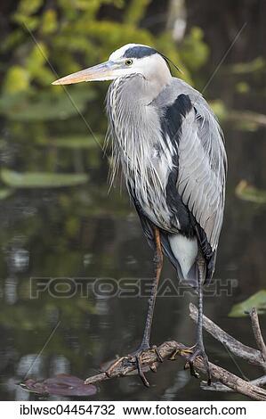 Grey heron (Ardea cinerea), Anhinga Trail, Everglades National Park, Florida, USA, North America View Large Photo Image Stock Image - Grey heron (Ardea cinerea), Anhinga Trail, Everglades National Park, Florida, USA, North America. Fotosearch