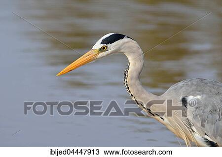 Grey heron (Ardea cinerea) foraging for food, Kruger National Park, Mpumalanga, South Africa, Africa View Large Photo Image Stock Image - Grey heron (Ardea cinerea) foraging for food, Kruger National Park, Mpumalanga, South Africa, Africa. Fotosearch