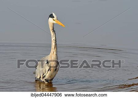 Stock Photograph - Grey heron (Ardea cinerea) foraging for food, Kruger National Park, Mpumalanga, South Africa, Africa. Fotosearch