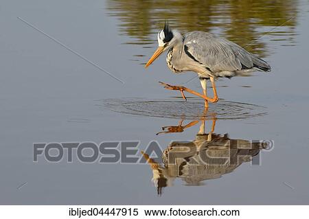 Grey heron (Ardea cinerea) foraging for food, Kruger National Park, Mpumalanga, South Africa, Africa View Large Photo Image Stock Photography - Grey heron (Ardea cinerea) foraging for food, Kruger National Park, Mpumalanga, South Africa, Africa. Fotosearch