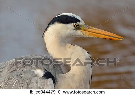 Stock Image - Grey heron (Ardea cinerea), Kruger National Park, Mpumalanga, South Africa, Africa. Fotosearch