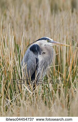 Grey heron (Ardea cinerea), standing in reeds, Anhinga Trail, Everglades National Park, Florida, USA, North America View Large Photo Image Stock Photo - Grey heron (Ardea cinerea), standing in reeds, Anhinga Trail, Everglades National Park, Florida, USA, North America. Fotosearch