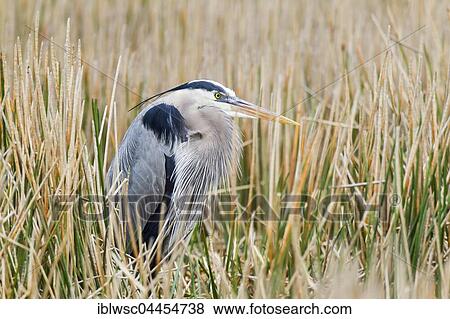 Grey heron (Ardea cinerea), standing in reeds, Anhinga Trail, Everglades National Park, Florida, USA, North America View Large Photo Image Stock Photo - Grey heron (Ardea cinerea), standing in reeds, Anhinga Trail, Everglades National Park, Florida, USA, North America. Fotosearch